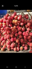 Lychee kaimana Seeds 15 Count (harvest may 29th)