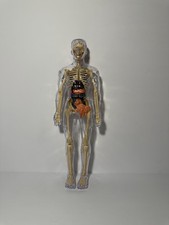 3D Human Body Anatomy Model Fully Transparent DIY for Kid Removable Skeleton Toy