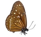 LEPIDOPTERA, NYMPHALIDAE, DANAINAE, EUPLOEA SWAINSON BUTRA from PHILIPPINES