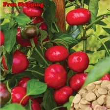Red Hot Cherry Pepper Seeds | Red Cherry Hot Pepper Seeds, Primenta | NON-GMO