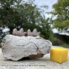 Fossil Horse Jaw Section (Mesohippus bairdi) | Brule Formation, Oligocene |