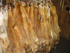 Tanned Red Fox Hides " FRESH FROM TANNERY " Fur Coats Trapping Furs #2 s 