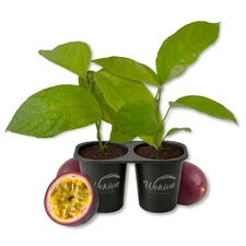Passion Fruit Plant - 2 Live Starter Plants - Edible Fruit Bearing Vine for...