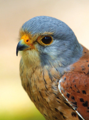 Wildlife *** Zoo Postcard FALCON *** KESTREL Postcard # 3