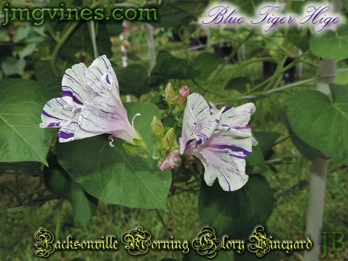 Blue Tiger Hige Ipomoea Purpurea Morning Glory 6 Qty - Picture 7 of 8