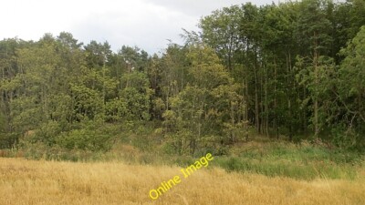 Foto 6x4 Barebanes Wood Whitekirk Hier wurde viel gefällt i c2014