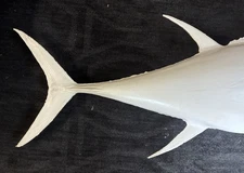 48”Tuna Left Facing One-Sided Fiberglass Blank w/Hanger attached~Taxidermy 852