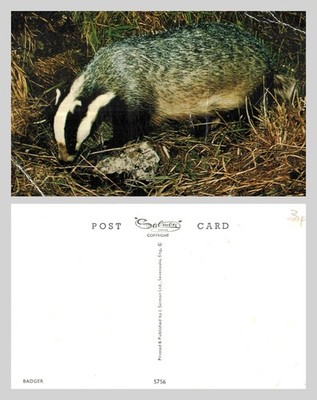 Alte Postkarte - Europäischer Dachs Wildtiere Naturstudie UNBESPIELT