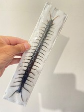 centipede. Giant Centipede XXL (Scolopendra Dehani) real specimen