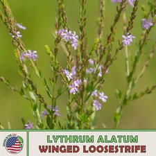 2000 Winged Loosestrife Seeds, Native Wildflower, Genuine USA