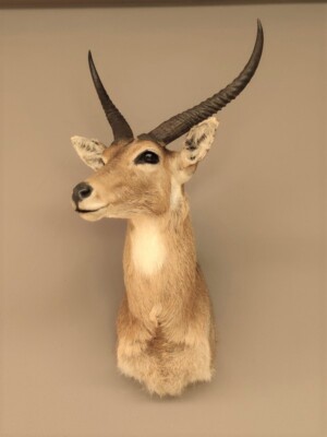 Décoration murale Trophée antilope, noir et blanc l.30 x H.37 cm