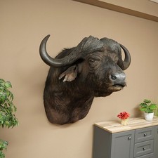 Tête De Buffle Du Cap Buffle En Montant 100 CM Préparé Trophée De Bois