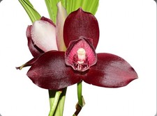 Lycaste Andres Eljuri Maroon Red White BS Orchid Hybrid 4.5” Fresh RePot