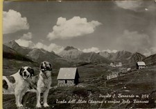 141246 CARTOLINA GRAN SAN BERNARDO CANE CANI 