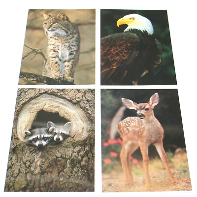 North American Wildlife Postcard 5'' x 7'' Lot of 4 Eagle Bobcat Racoon Deer