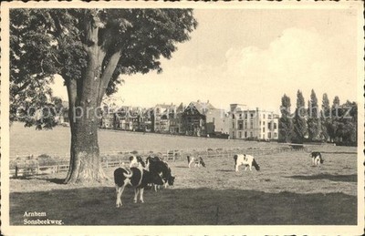 Arnhem Sonsbeekweg Willow Cows