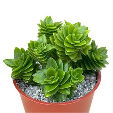 Crassula 'Estagnol' - UK Grown 6cm Succulent