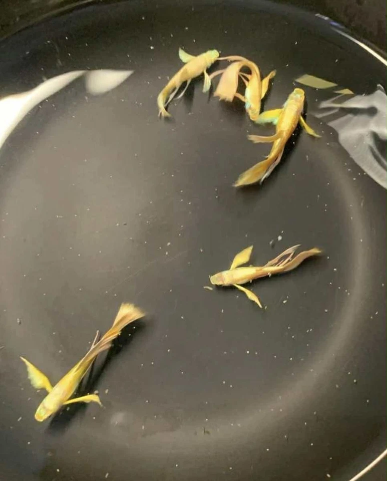10 + Guppy Oro Completo 24k Vivo ADULTOS JÓVENES*****alta calidad ***** Foto 2 de 4