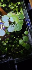 5 Plus Tiger Stripe Amazon Frog bit Pods LIVE Floating Aquarium Plant