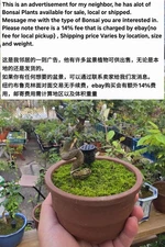Large Variety Of Live Bonsai Plants Available，Message Us，Price Varies 纽约盆景出售