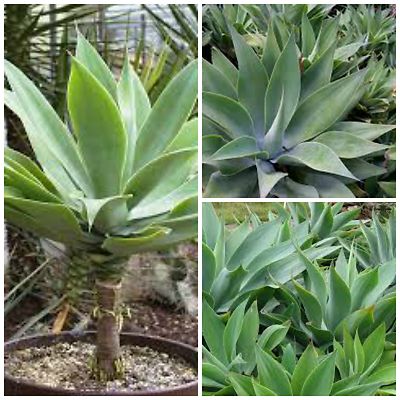 50 semi di agave attenuata , piante succulente, piante grasse,seed  succulents | eBay.de