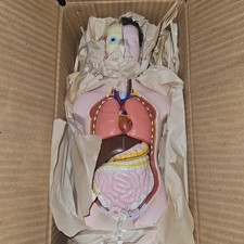 3-D Human MALE Anatomical Model Latge 42cm Doctor's Office Teaching Anatomy Doll
