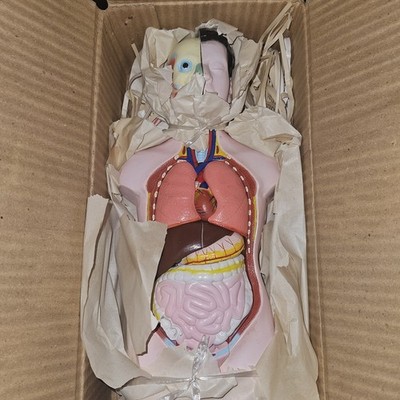 3-D Human MALE Anatomical Model Latge 42cm Doctor's Office Teaching Anatomy Doll