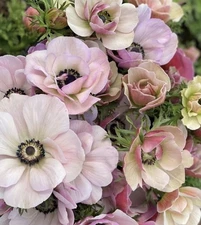 Mistral Plus Rosa Chiaro Italian Anemone (2 Pack Corms)