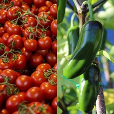 Salsa Garden Duo Set of 1000+ Seeds, Non-GMO, Fast Growing, Free Shipping