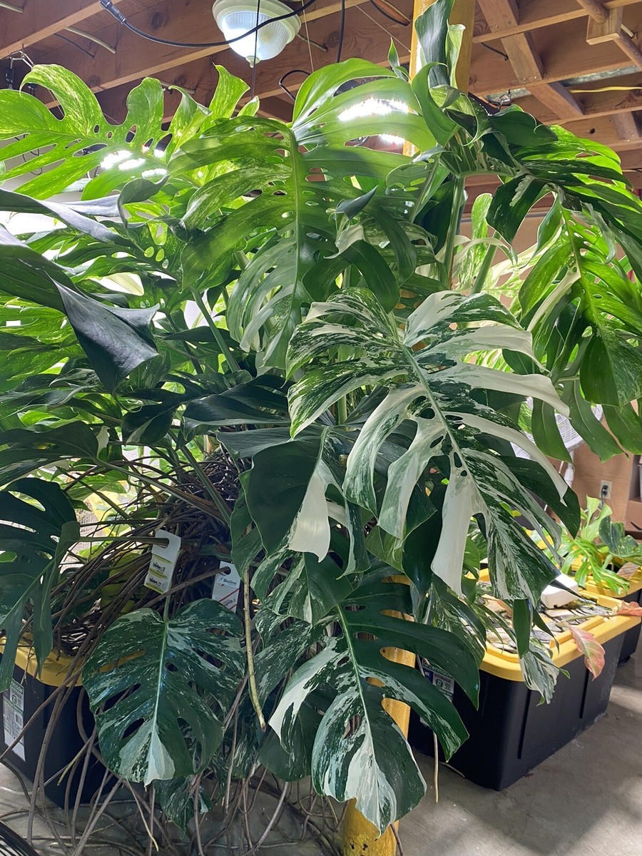125+ Leaf Monstera Albo - Variegated - Premium Hydroponic - Largest  Available | eBay