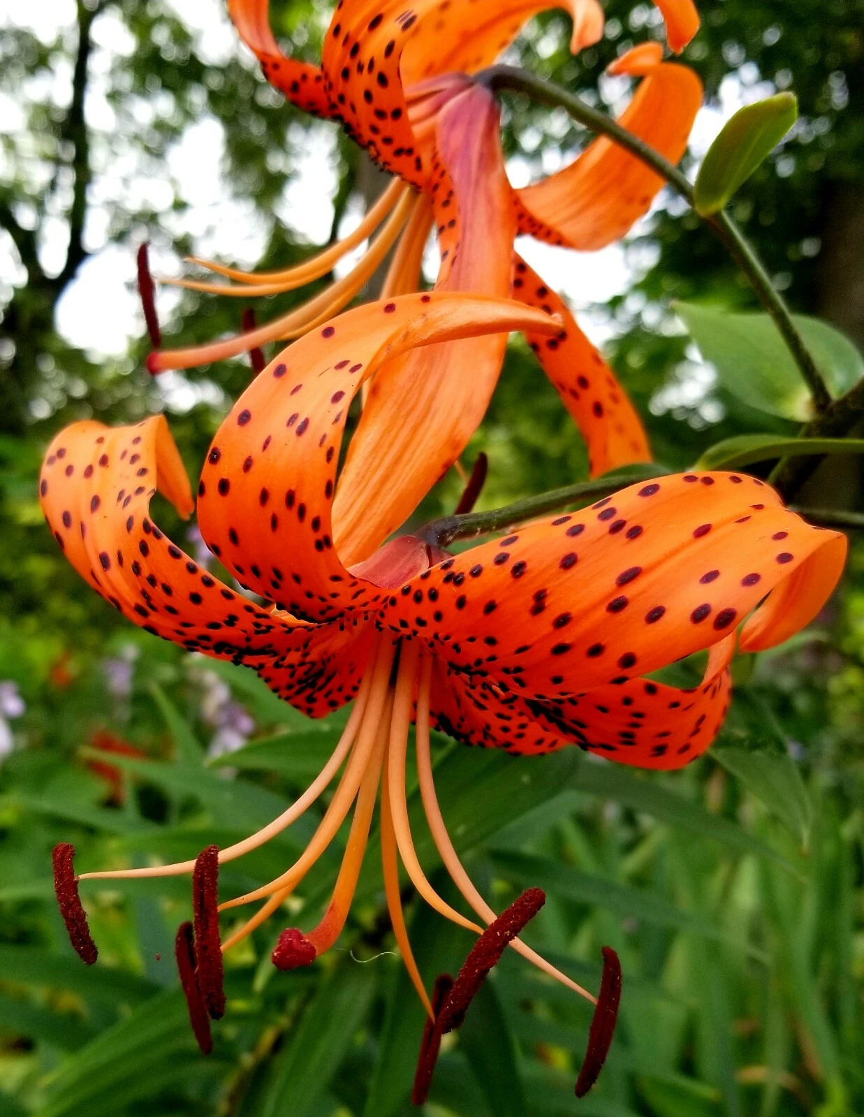 Lot of 25 Tiger Lily Lancifolium Bulbils with RootsOrganic Ready to Plant - Picture 1 of 5