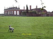 Photo 12x8 Field by the Manor Farm Weston Patrick Lamb in a grassy field b c2012