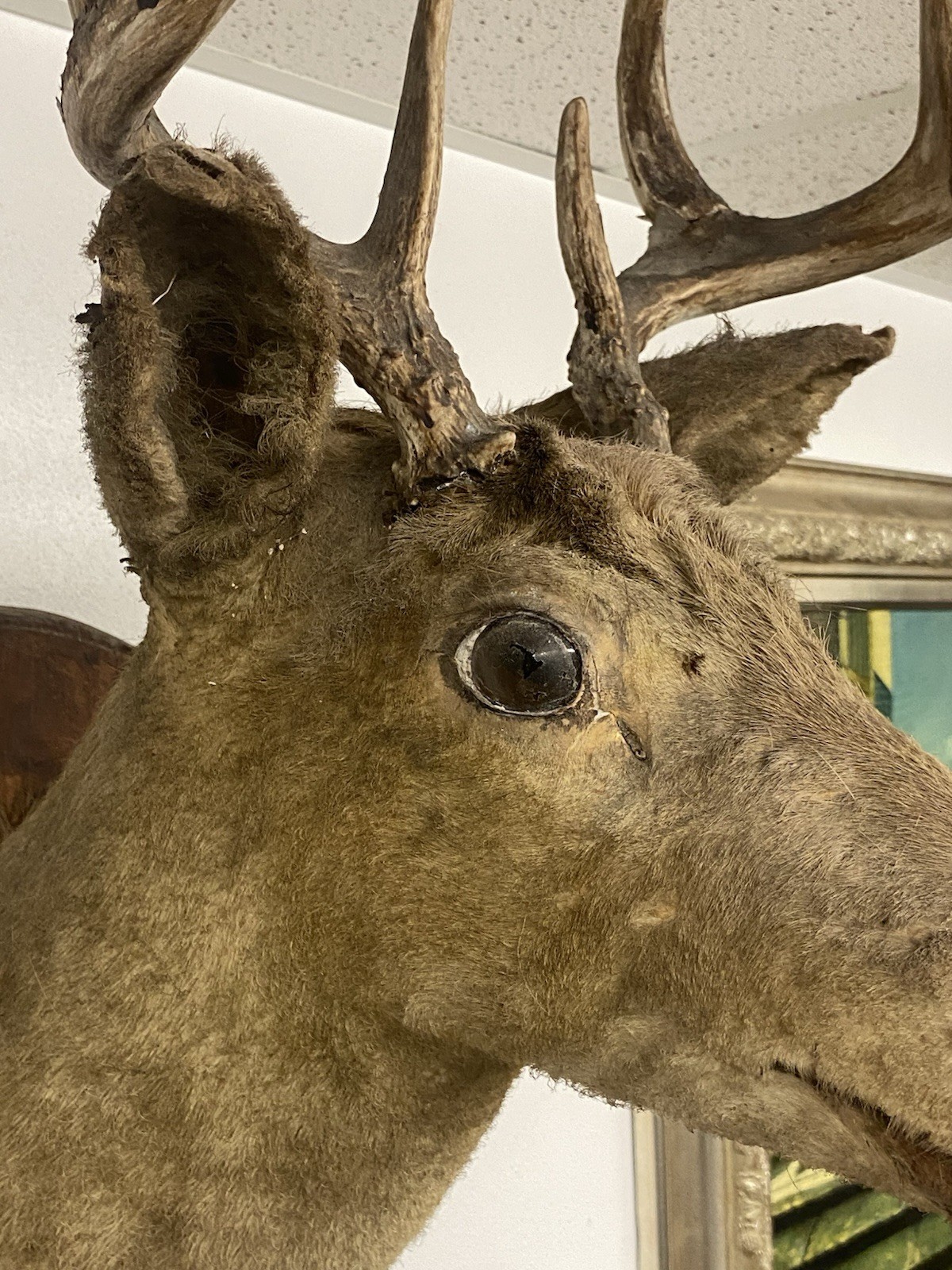 VINTAGE 8 POINT DEER TAXIDERMY WALL MOUNT