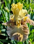 'Misty Ridge' Tall  Bearded Iris Rhizome PRE-SALE to Ship Aug/Sept