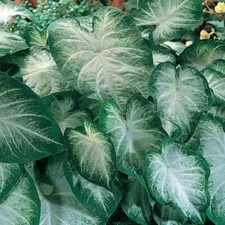 (2ct) Caladium Aaron Bulbs