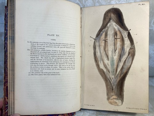 Lameness in the Horse with Coloured Plates 1852 by William Percivall London - Imagen 11 de 12