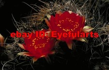 Cactus Flowers Corel Royalty-Free Stock Photo CD-ROM Disk USB