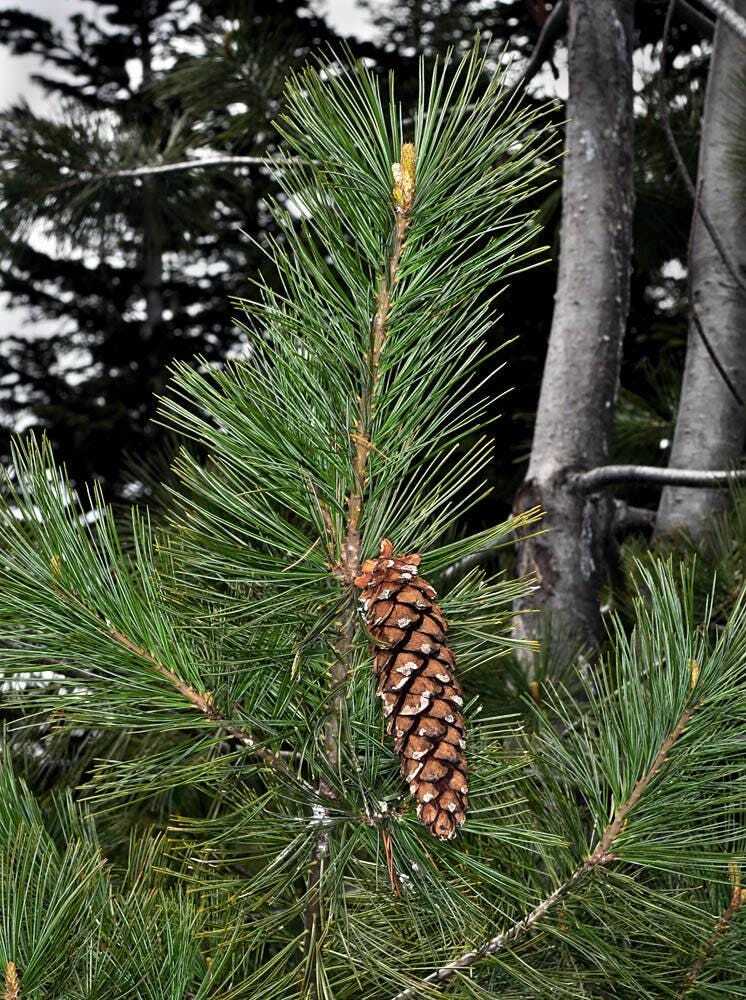 Graines de pin argenté Pinus monticola pour reboiser un terrain sec et rocailleux