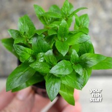 Staurogyne repens Live Aquarium Plants - BUY 1 GET 1 at 50 OFF