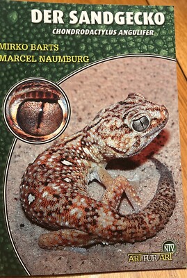 Der Sand gecko Chondrodactylus Angulifer Mormon Barts In German