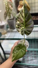 Alocasia Regal Shield Albo