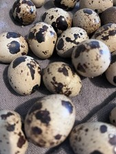 Jumbo Coturnix Quail Eggs   Farm Fresh   Unwashed   For Pet Food 24 Count 