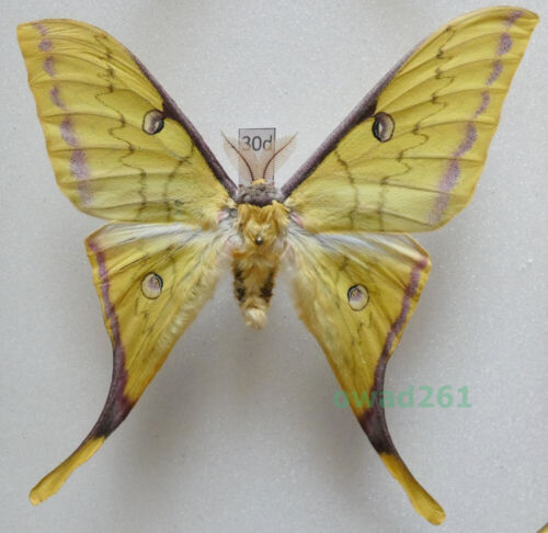 Actias sinensis (Walker, 1855) male ex. ovo Vietnam 90mm30b - Picture 1 of 1