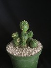 Lobivia Schafferii Monstrose cactus cluster — photo 1