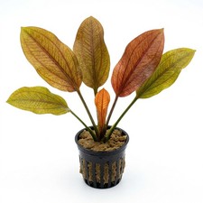 Indian Red Amazon Sword Echinodorous Live Aquarium Plants BUY 2 GET 1 FREE