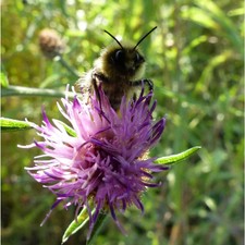 100% Native Bee Wildflower Seed Mix, No Grass, Ideal For Bees 2g pack covers 1m2