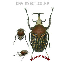 Cetonidae : Mecynorhina harrisi eximia 45~49mm Male A1 Wild