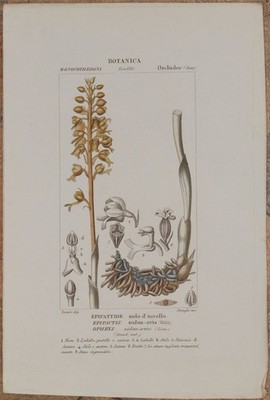 Turpin Epipactis Nidus Avis Orchidee Orchis Blumen 1831