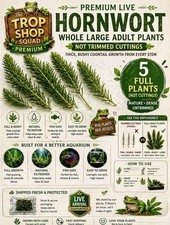 Hornwort Live Plant 5 Pack   FULL Size Adult Plants NOT Cuttings   Thick Bushy