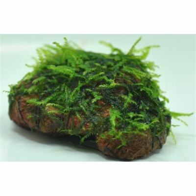 *BUY 2 GET 1 FREE* Willow Moss On Lava Rock Live Aquarium Plant Java Moss  